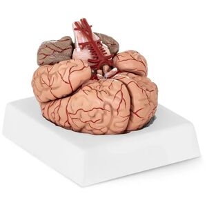 Modello Anatomico Cervello Con Arterie In Scala 1:1 9 Pezzi Plastica Sintetica