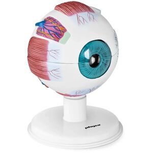 Modello Anatomico Dell’occhio Umano In Scala 6:1 Ingrandito Plastica Con Base